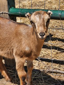 mini nubian goats for sale in colorado